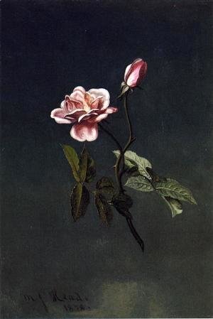 Martin Johnson Heade - Pink Rose