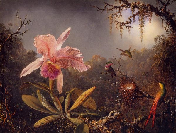 Cattelya Orchid and Three Brazilian Hummingbirds