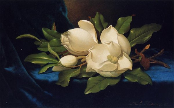 Giant Magnolias On A Blue Velvet Cloth