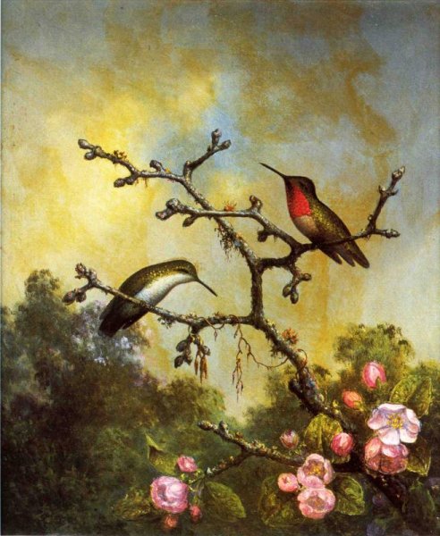 Ruby Throated Hummingbirds With Apple Blossoms