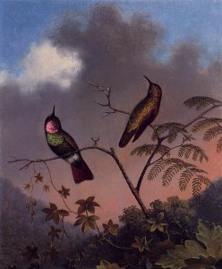 Brazilian Ruby Hummingbirds