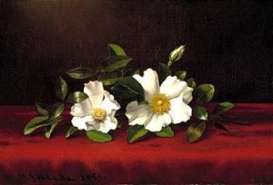 Two cherokee roses on red velvet 1889