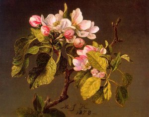 Apple Blossoms