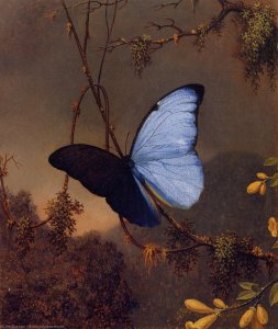 Blue Morpho Butterfly